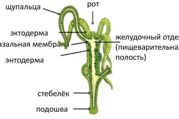 Ссылка на кракен тор