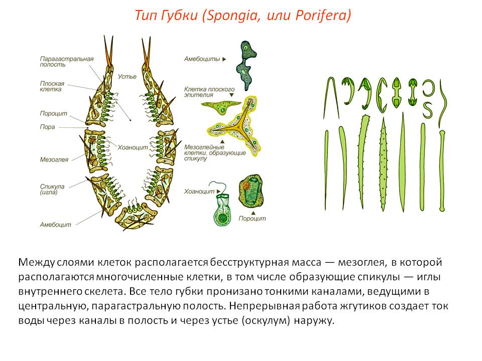 Аналог hydra