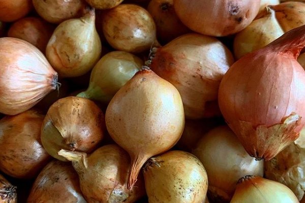 Kraken onion link